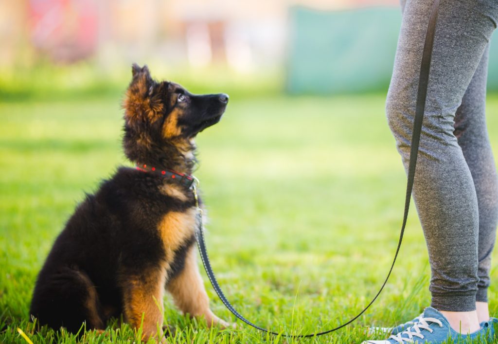 Dog Training: Puppy and Adult Dog Training Classes